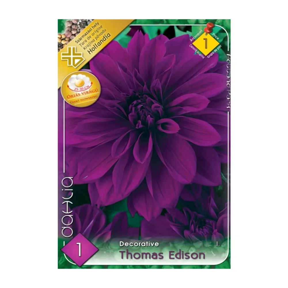 Bulbi Dalii Thomas Edison 1 buc