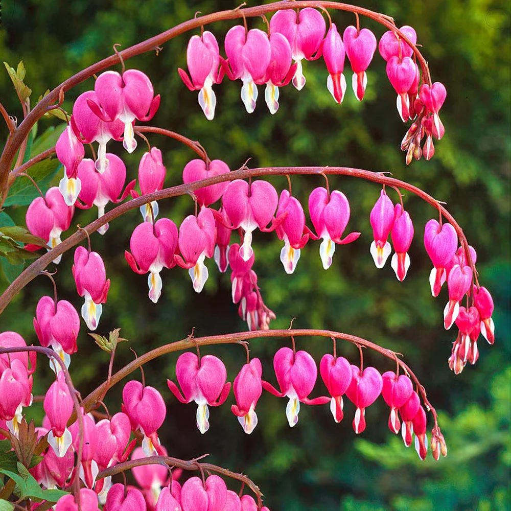 Bulbi Dicentra pink 1buc