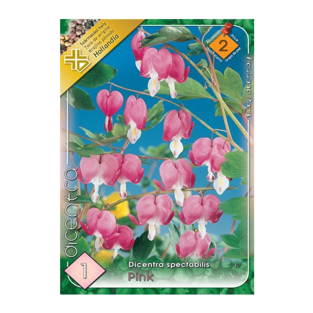 Bulbi Dicentra pink 1buc