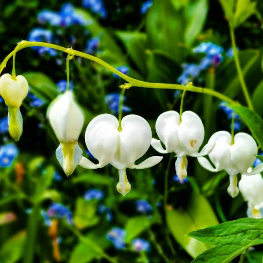 Bulbi Dicentra white 1buc