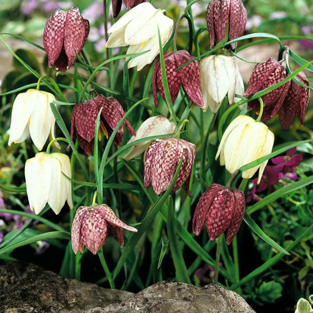 Bulbi de Fritillaria meleagris - mix ghiveci