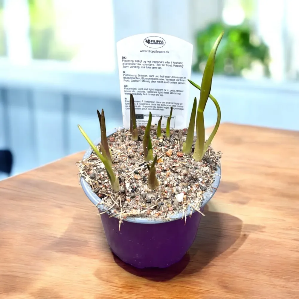 Bulbi de Fritillaria meleagris - mix ghiveci