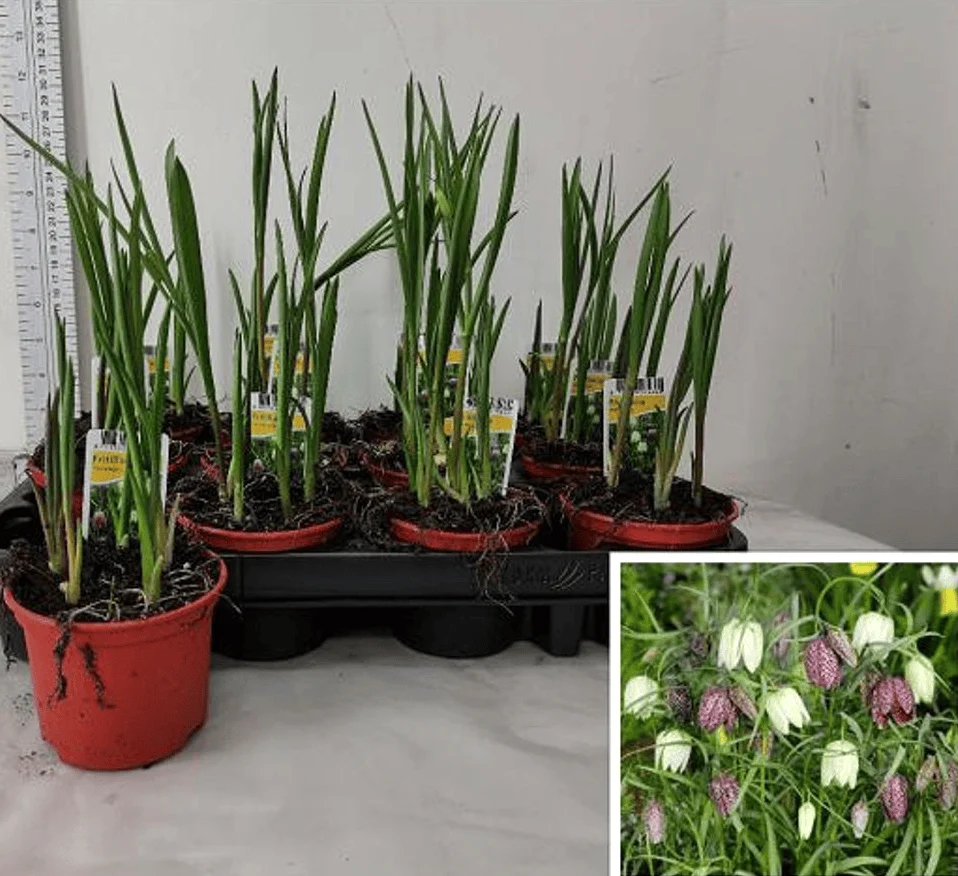 Bulbi de Fritillaria meleagris - mix ghiveci