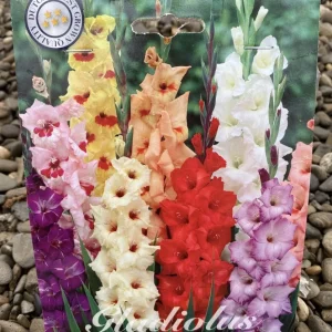 Bulbi de Gladiole colorate - mix de 10 bulbi