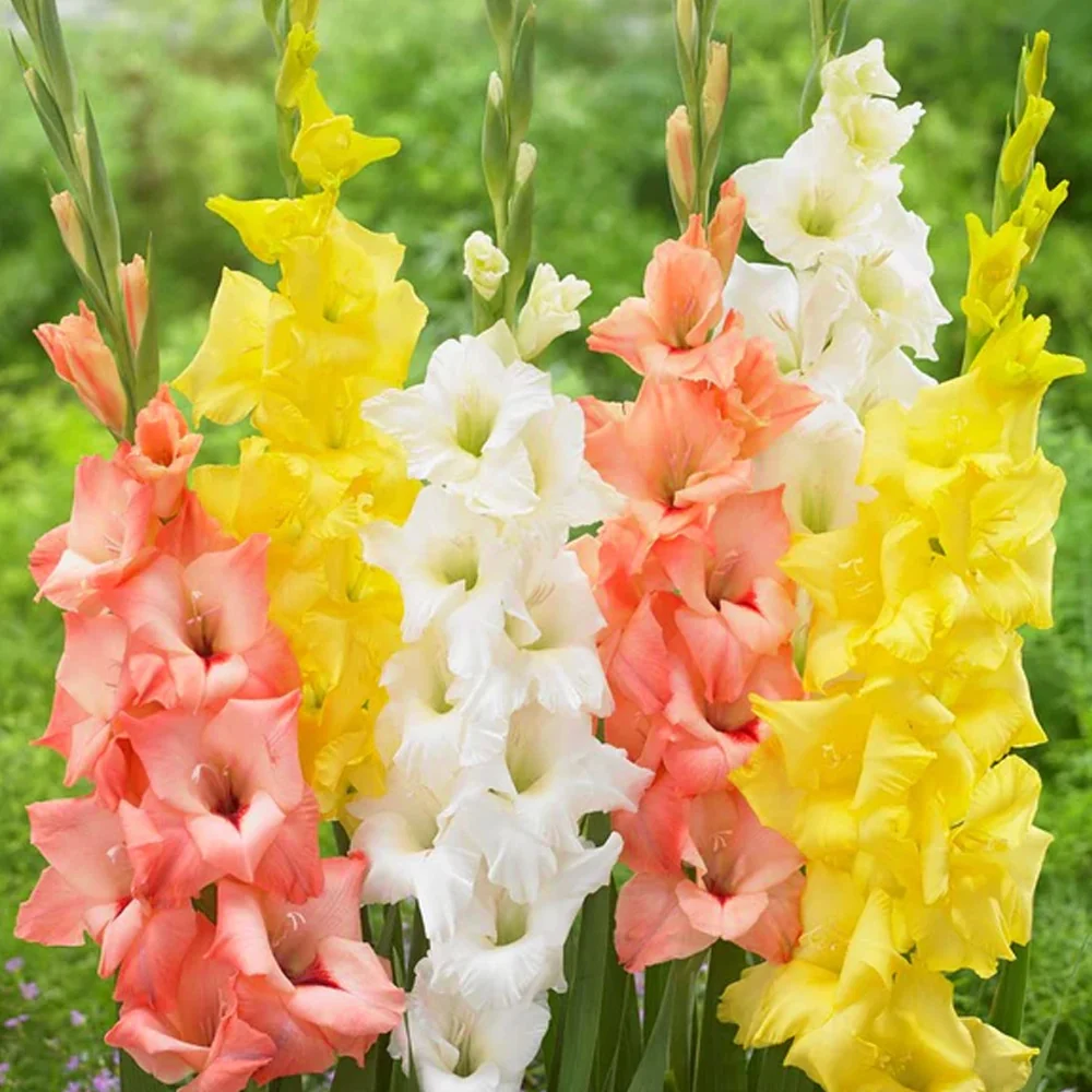 Bulbi Gladiole Trio Bright Light 9 buc