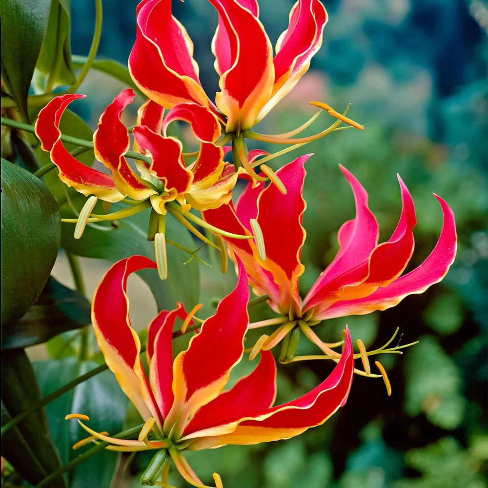 Bulbi Gloriosa Rotschildiana 1 buc