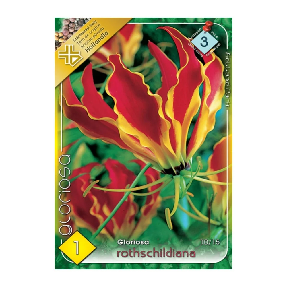 Bulbi Gloriosa Rotschildiana 1 buc