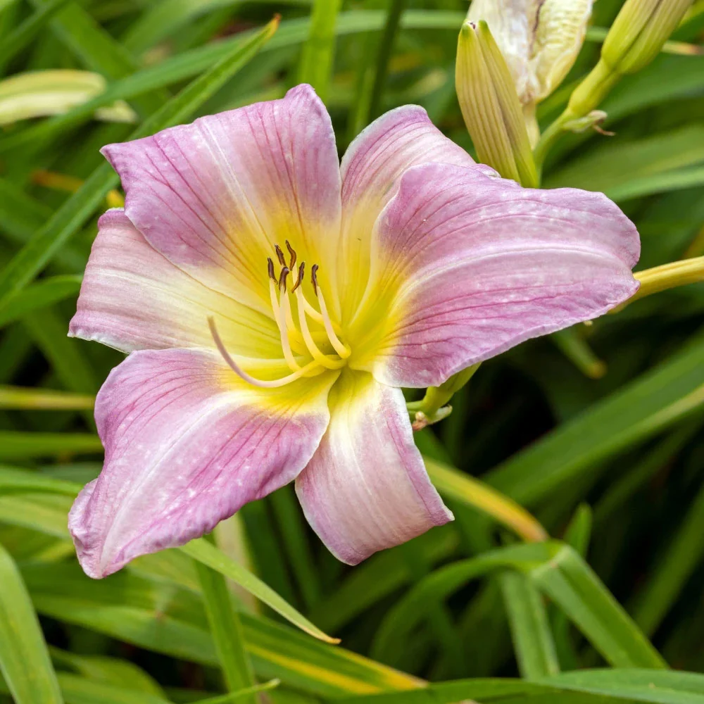 Bulbi Hemerocallis Catherine Woodburry 1 buc
