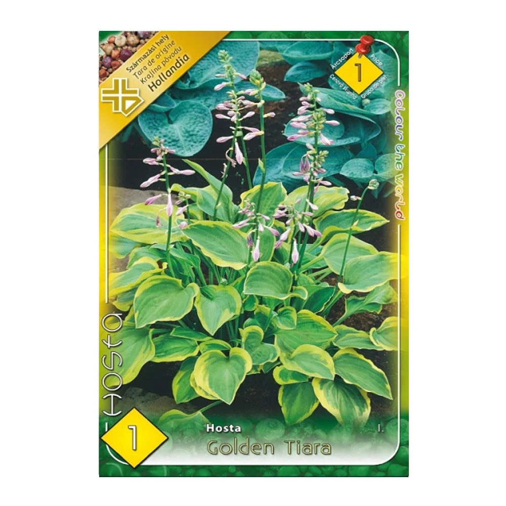 Bulbi Hosta Golden Tiara 1 buc