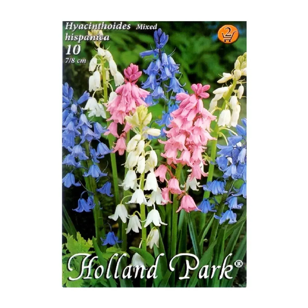 Bulbi Hyacinthoides hispanica mix 10 buc