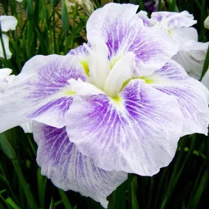 Bulbi Iris Ensata Dinner Plate Tiramisu Purple