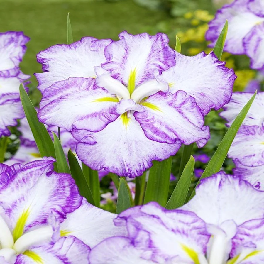 Bulbi Iris Ensata Dinner Plate Tiramisu Purple