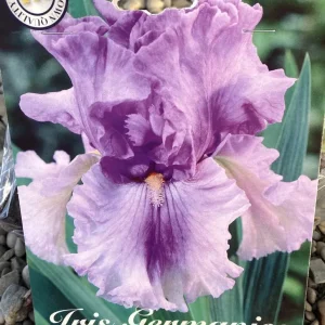 Bulbi de iris germanica Timescape (stanjenel)