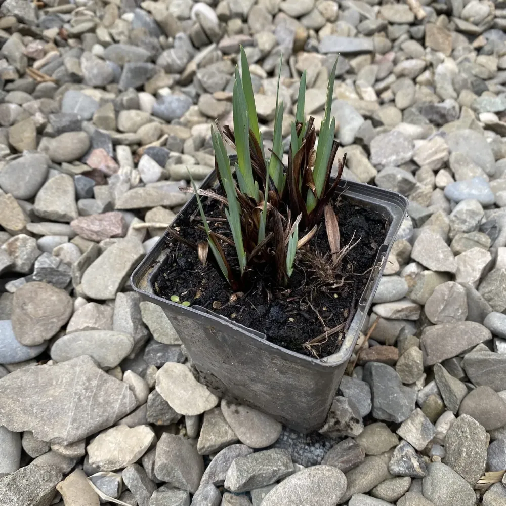 Bulbi Irisi galbeni - Iris pseudacorus