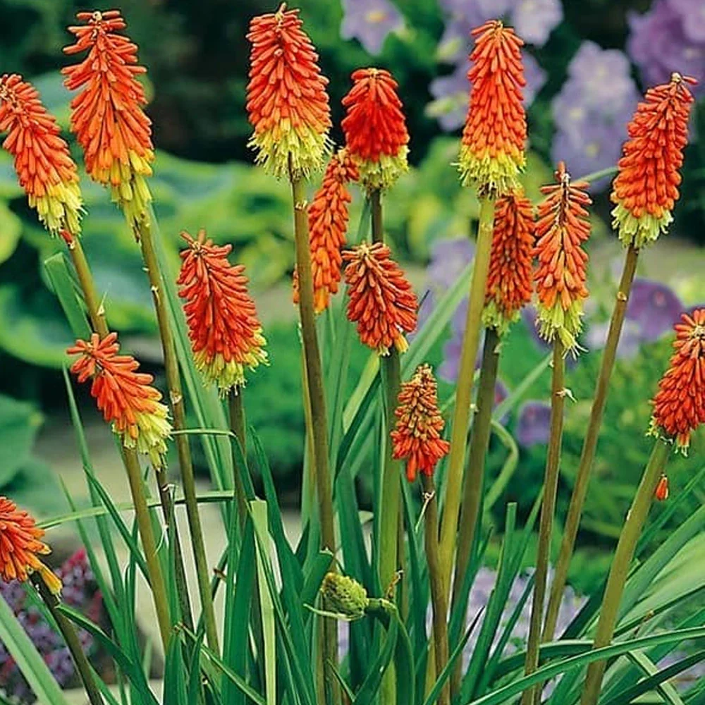Bulbi Kniphofia Uvaria 1 buc