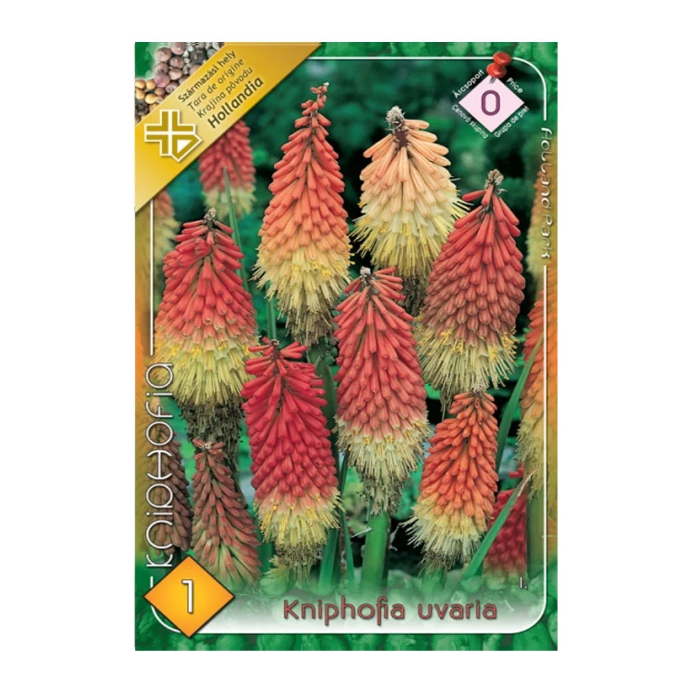 Bulbi Kniphofia Uvaria 1 buc