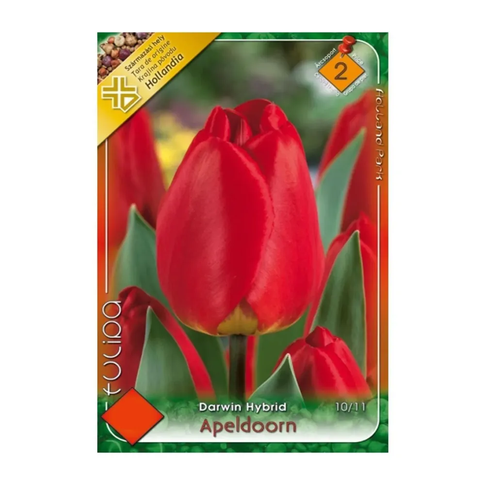 Bulbi Lalele Apeldoorn 8 buc