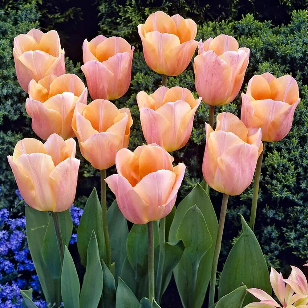 Bulbi Lalele Apricot Favourite, set de 7 buc cu flori roz-piersic, inflorire aprilie, crestere rapida