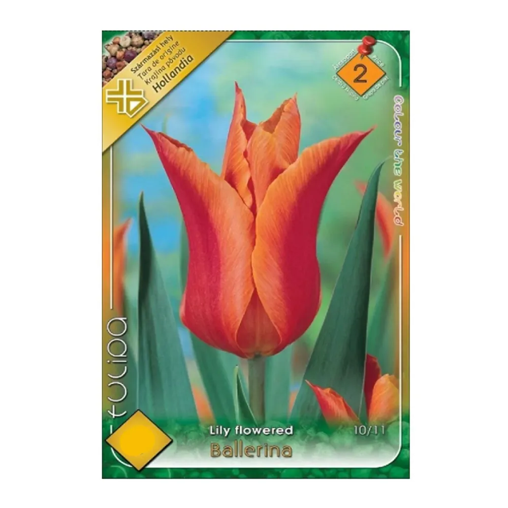 Bulbi Lalele Ballerina 6 buc