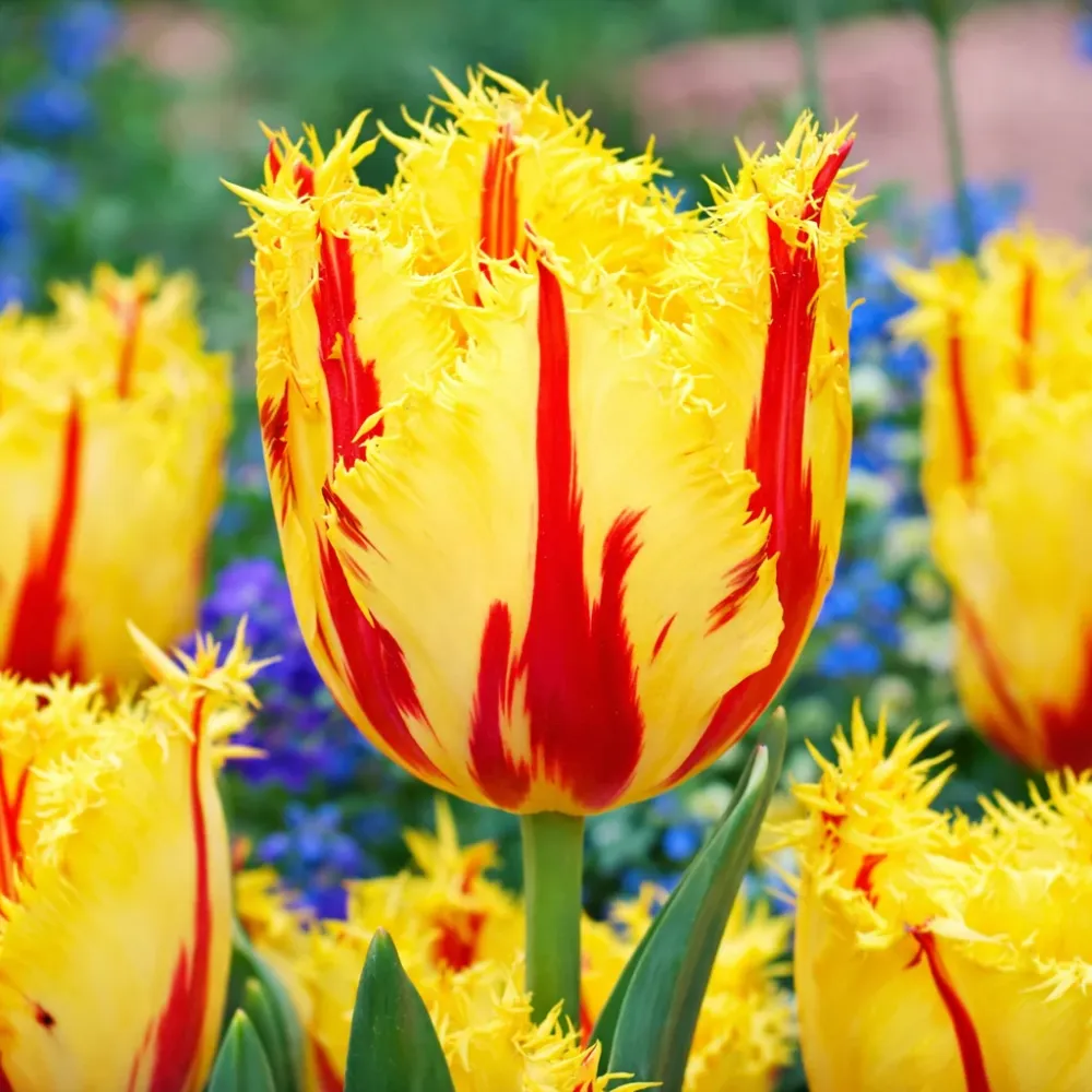Bulbi de lalele bicolore cu margini franjurate - Tulipa 'Party Clown'