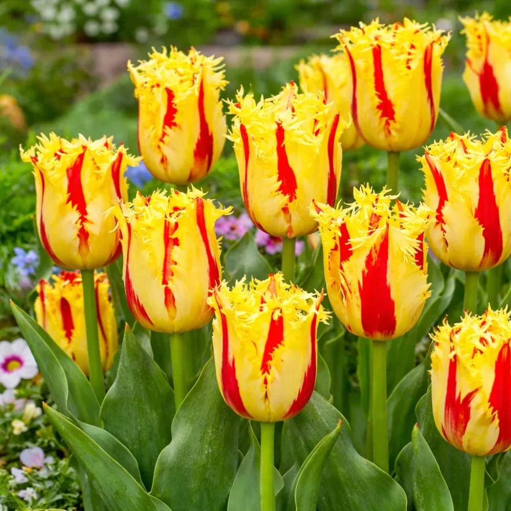 Bulbi de lalele bicolore cu margini franjurate - Tulipa 'Party Clown'