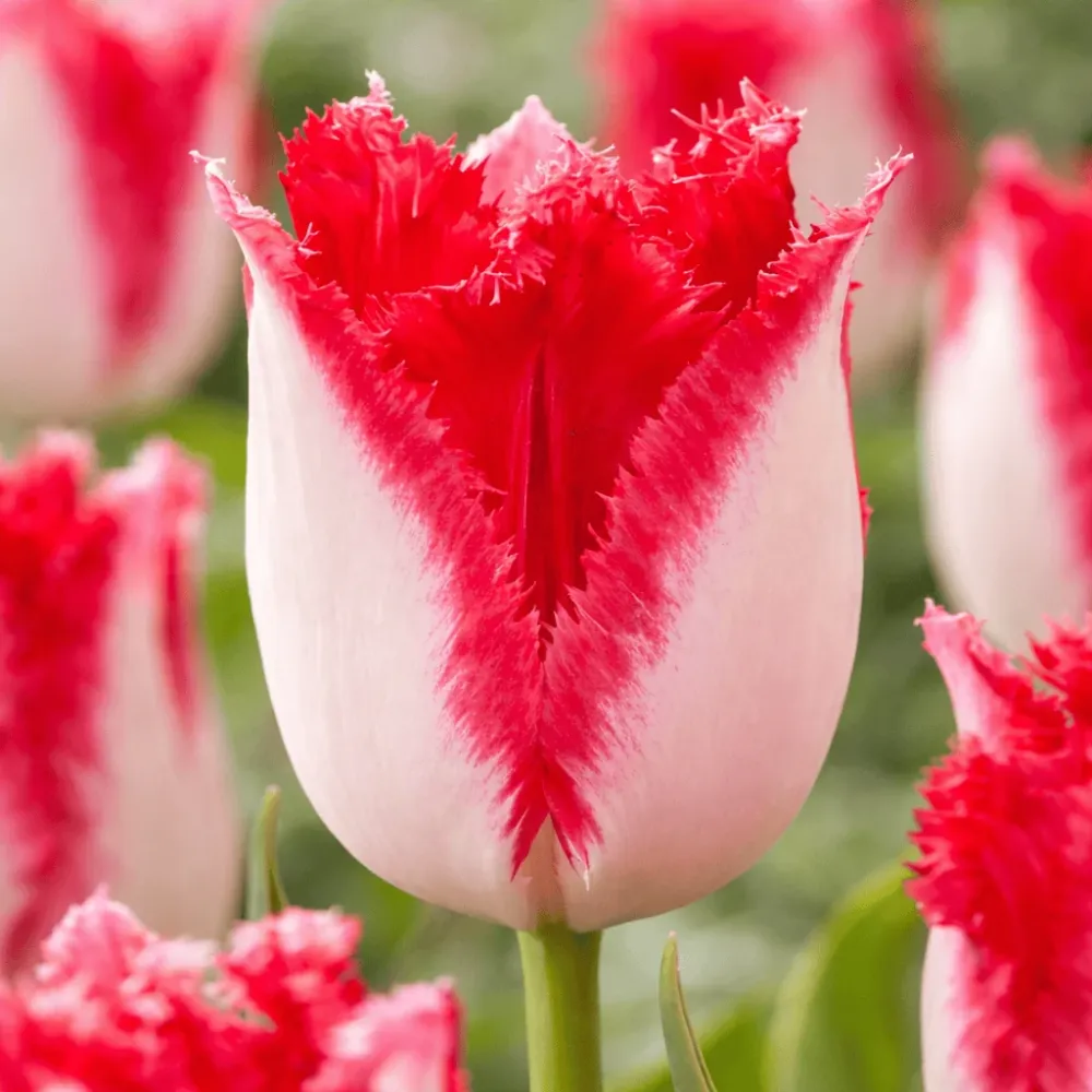 Bulbi de lalele bicolore cu margini franjurate - Tulipa 'Sweet Paradise'