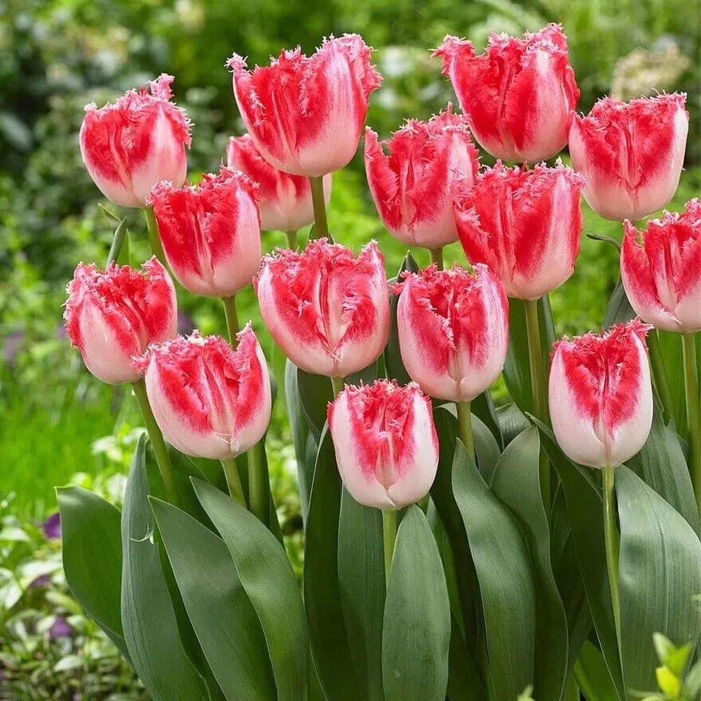 Bulbi de lalele bicolore cu margini franjurate - Tulipa 'Sweet Paradise'