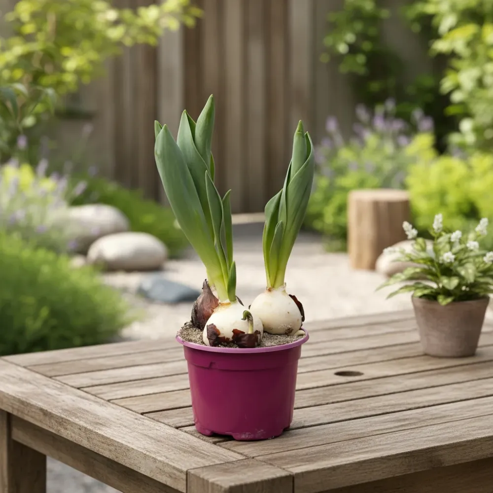 Bulbi de lalele bicolore cu margini franjurate - Tulipa 'Sweet Paradise'