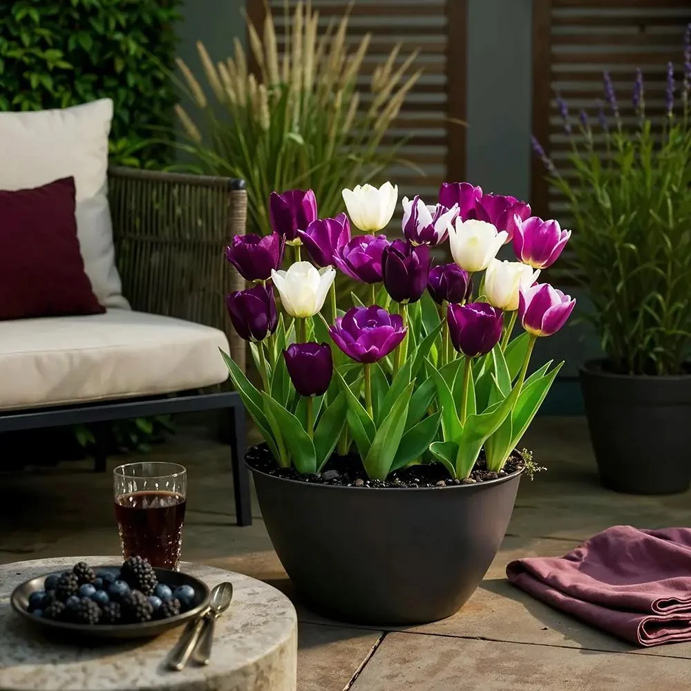 Bulbi Lalele Blueberry Mix, set de 12 bulbi cu flori mov-violet, inflorire aprilie, rezistenti la frig