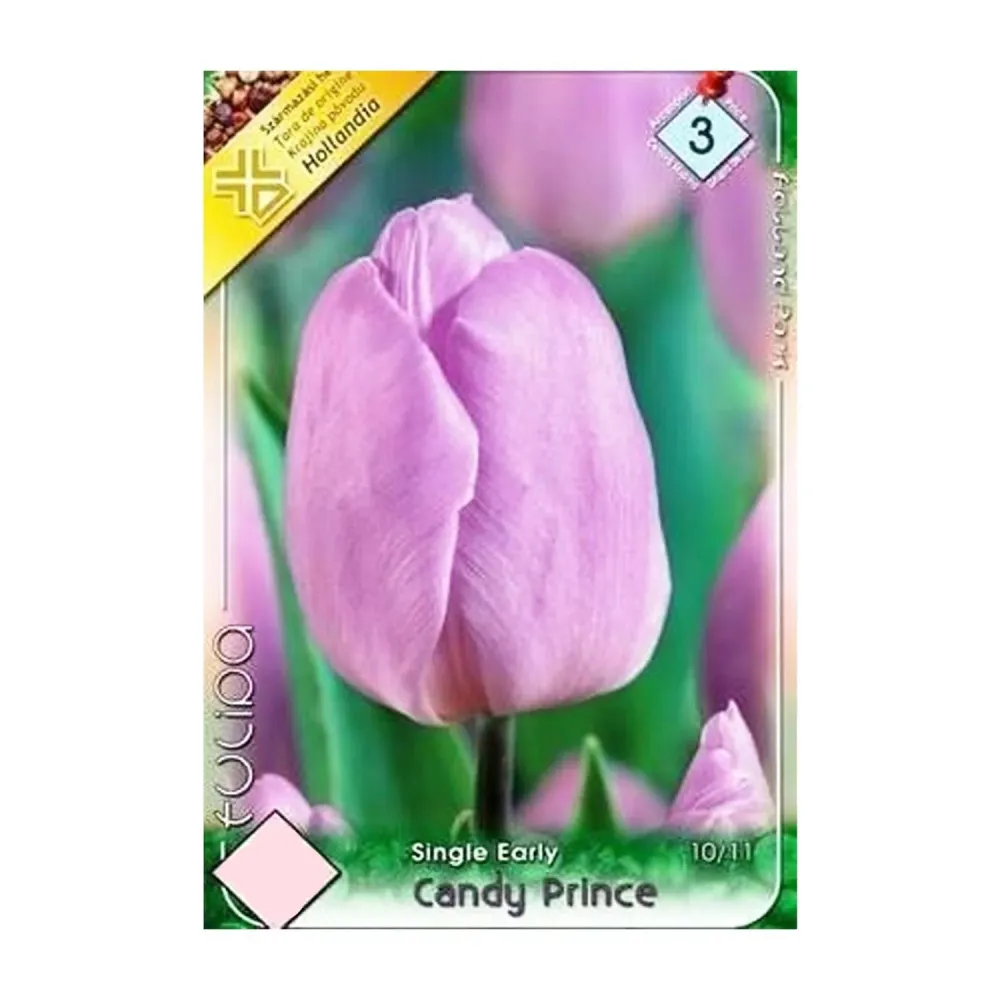 Bulbi Lalele Candy Prince 7 buc