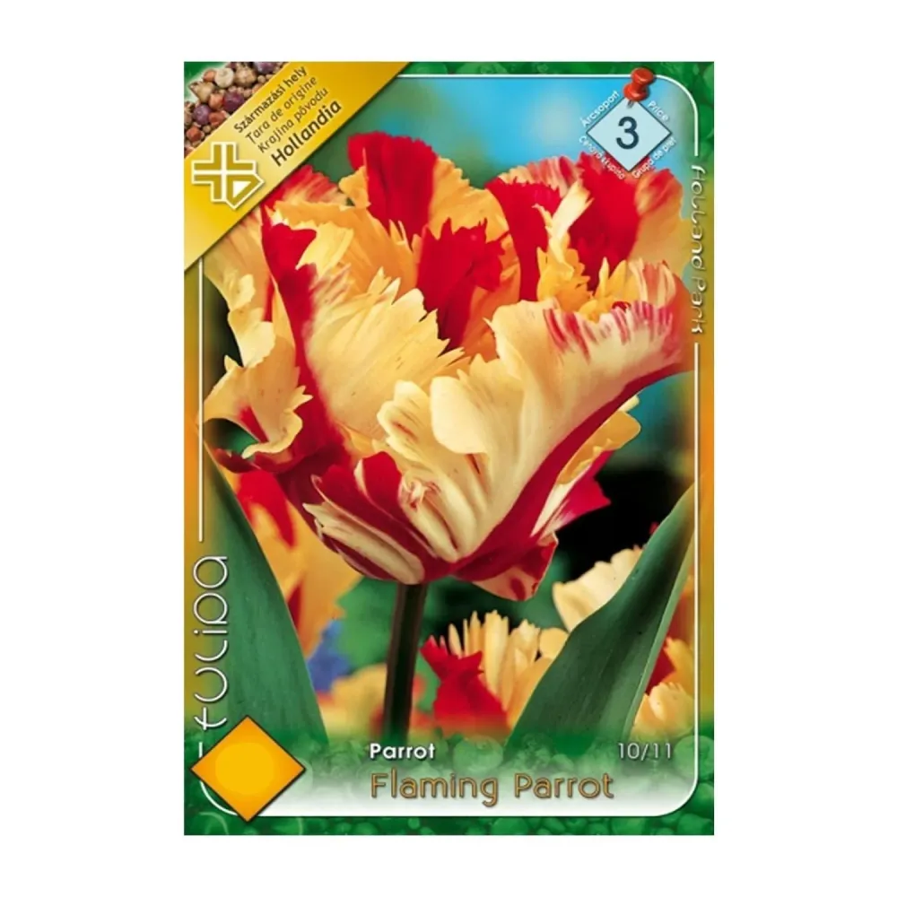 Bulbi Lalele Flaming Parrot 5 buc