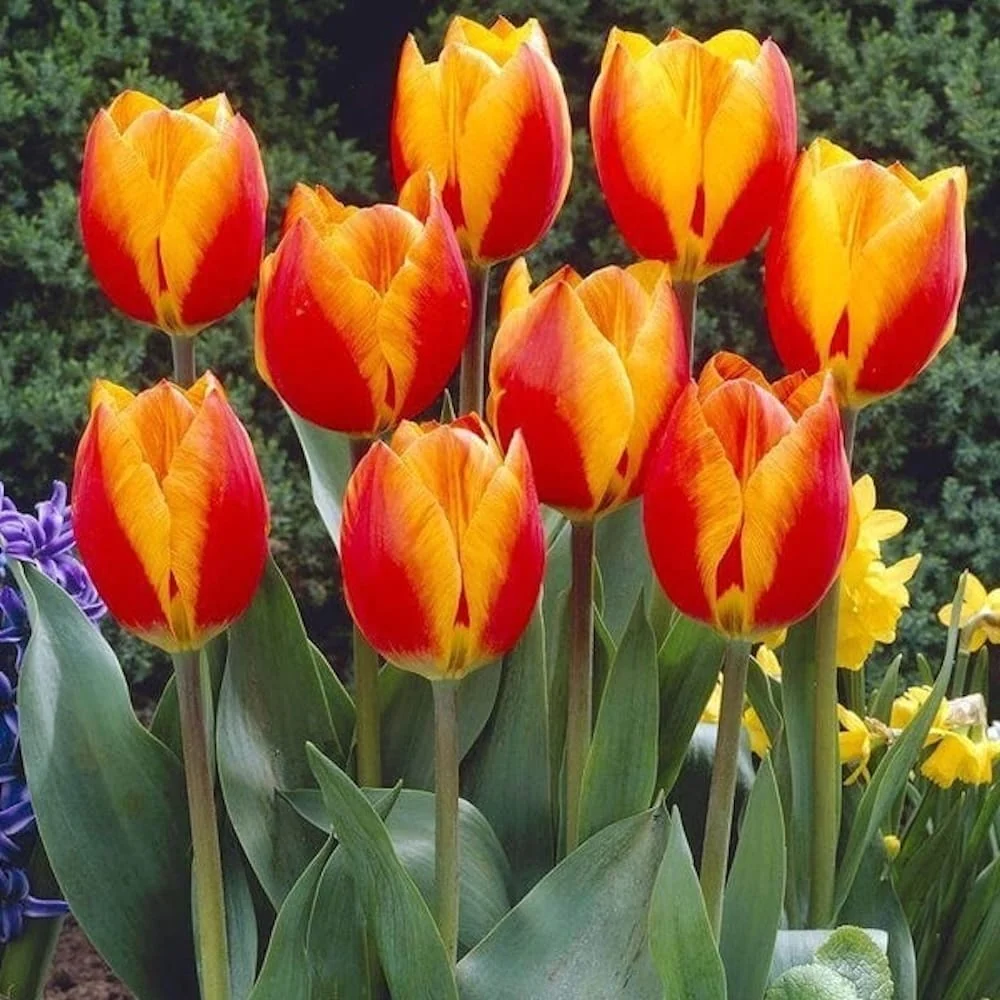 Bulbi de lalele cu floare bicolora - Tulipa 'Flair'