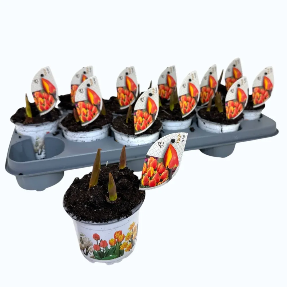 Bulbi de lalele cu floare bicolora - Tulipa 'Flair'