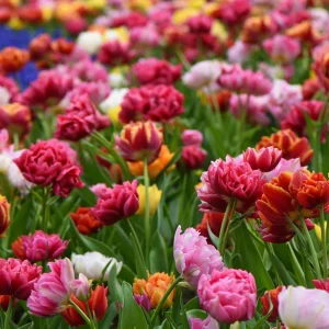 Bulbi de lalele cu floare dubla (mix ghiveci) - Tulips 'Murillo Festival'