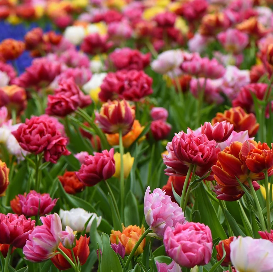 Bulbi de lalele cu floare dubla (mix ghiveci) - Tulips 'Murillo Festival'