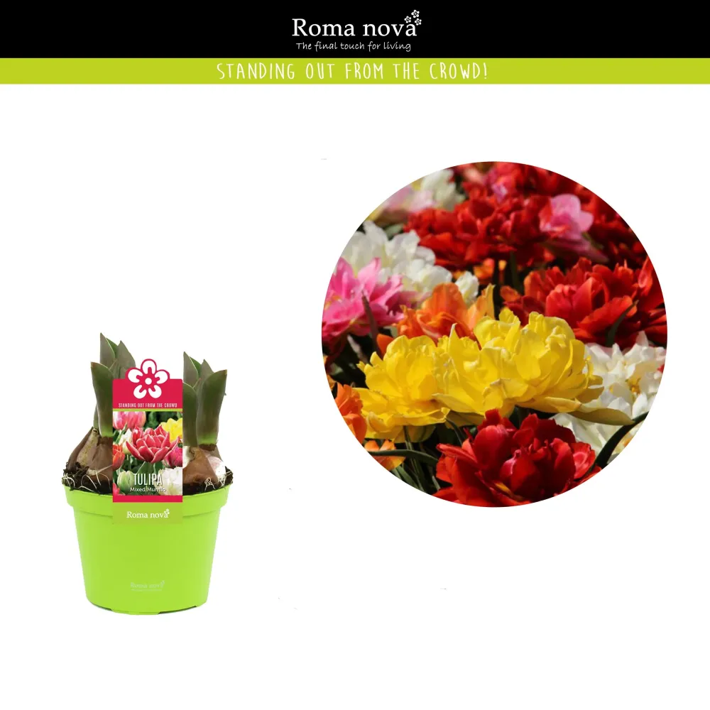 Bulbi de lalele cu floare dubla (mix ghiveci) - Tulips 'Murillo Festival'