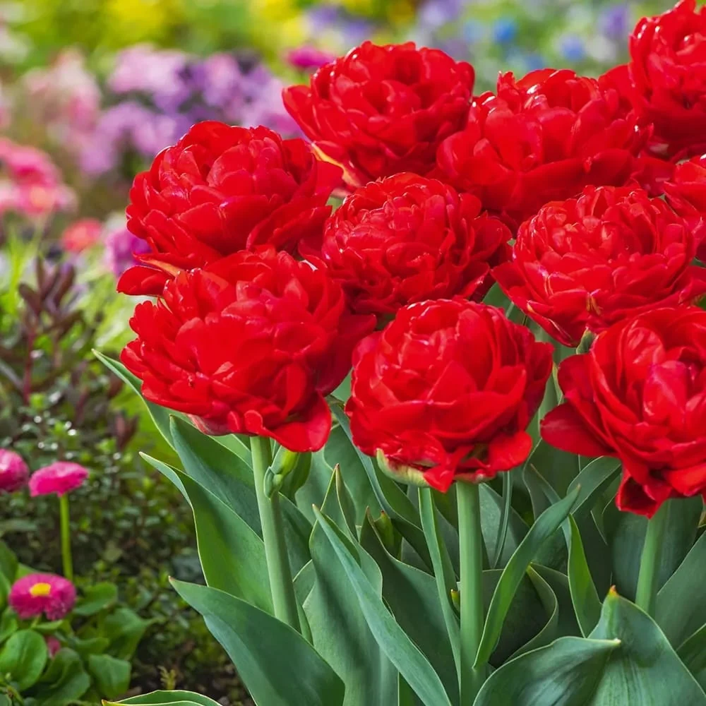 Bulbi de lalele cu floare dubla rosie - Tulipa murillo 'Red'