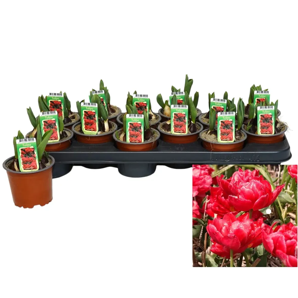Bulbi de lalele cu floare dubla rosie - Tulipa murillo 'Red'