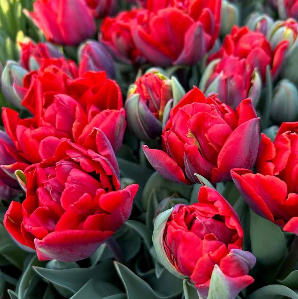 Bulbi de lalele cu floare dubla rosie - Tulipa 'Red Princess'