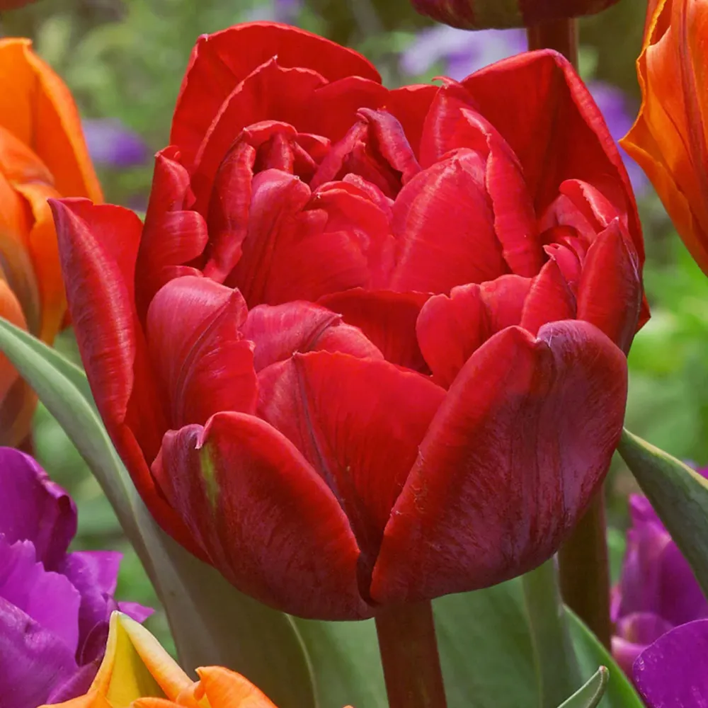 Bulbi de lalele cu floare dubla rosie - Tulipa 'Red Princess'