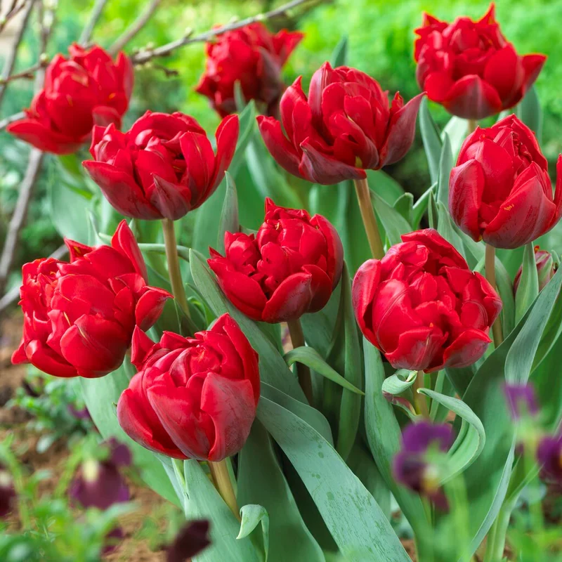 Bulbi de lalele cu floare dubla rosie - Tulipa 'Red Princess'