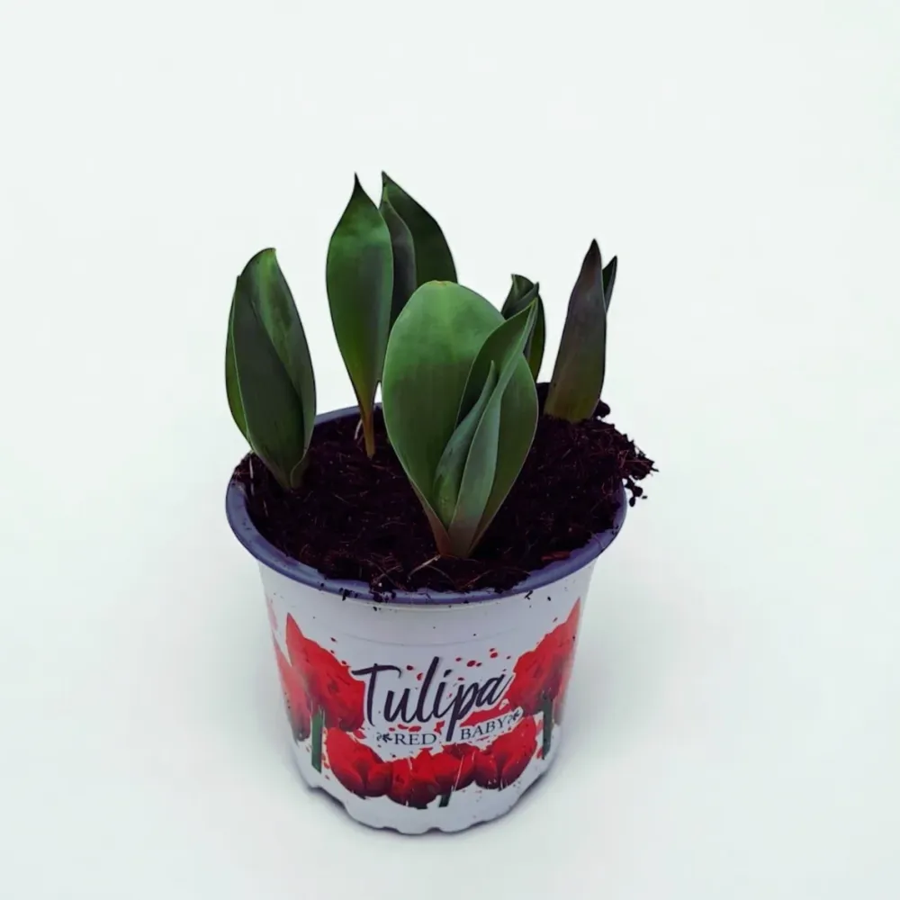 Bulbi de lalele cu floare dubla rosie - Tulipa 'Red Princess'