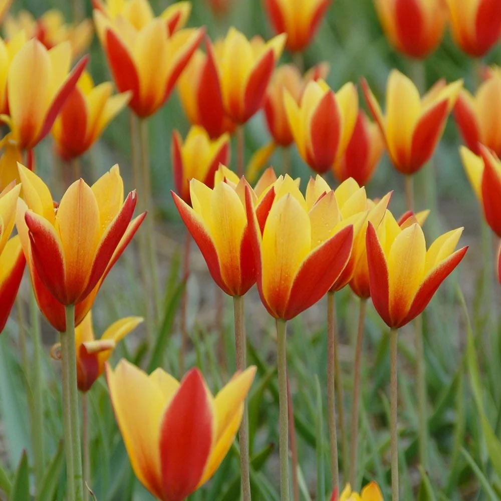 Bulbi de lalele cu flori bicolore ghiveci (Tulipa Taco)