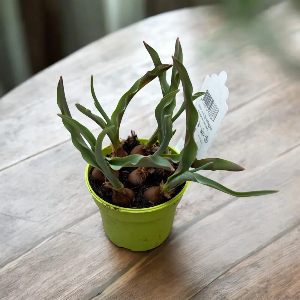 Bulbi de lalele cu flori bicolore ghiveci (Tulipa Taco)