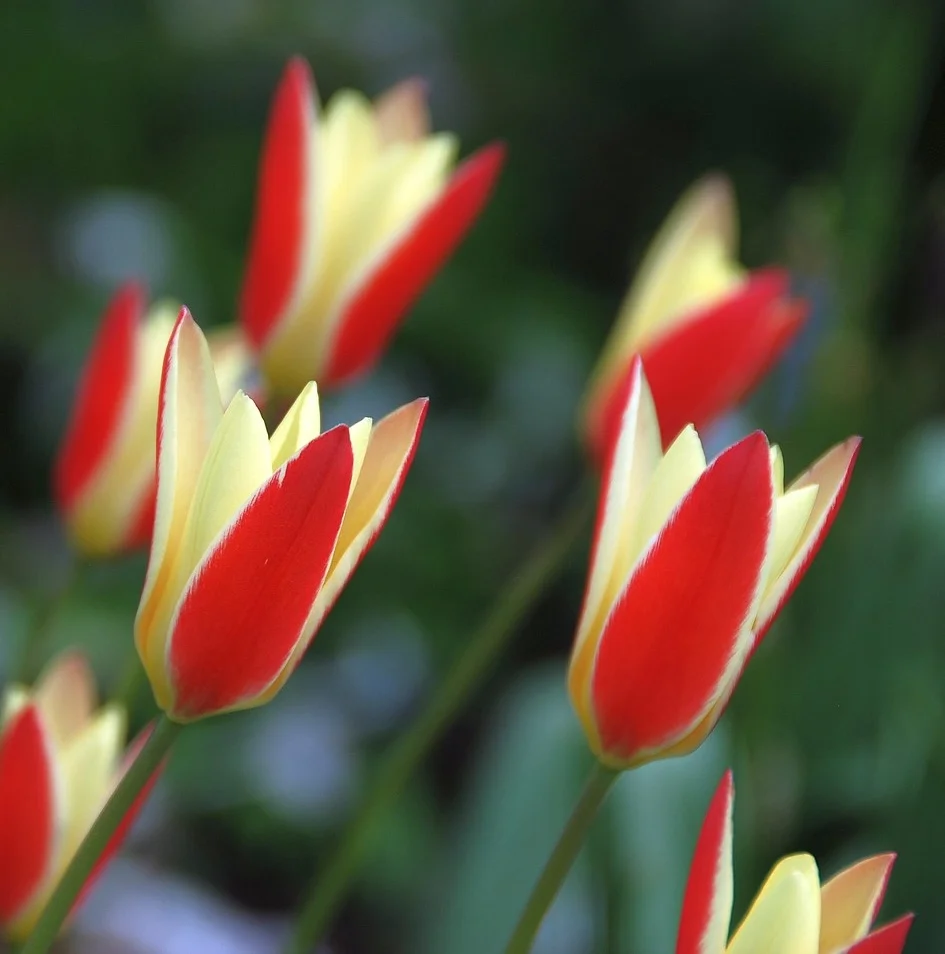 Bulbi de lalele cu flori bicolore ghiveci (Tulipa Taco)