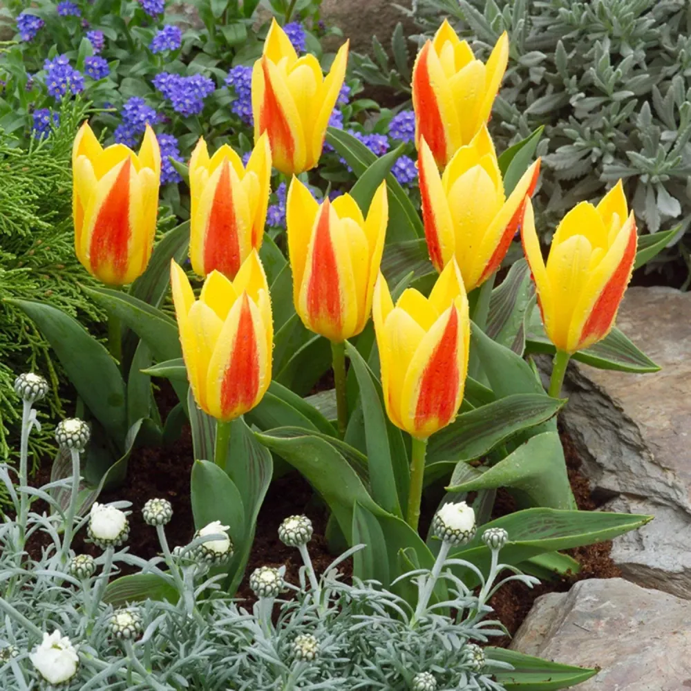 Bulbi de lalele cu flori bicolore ghiveci - Tulipa Giuseppe Verdi