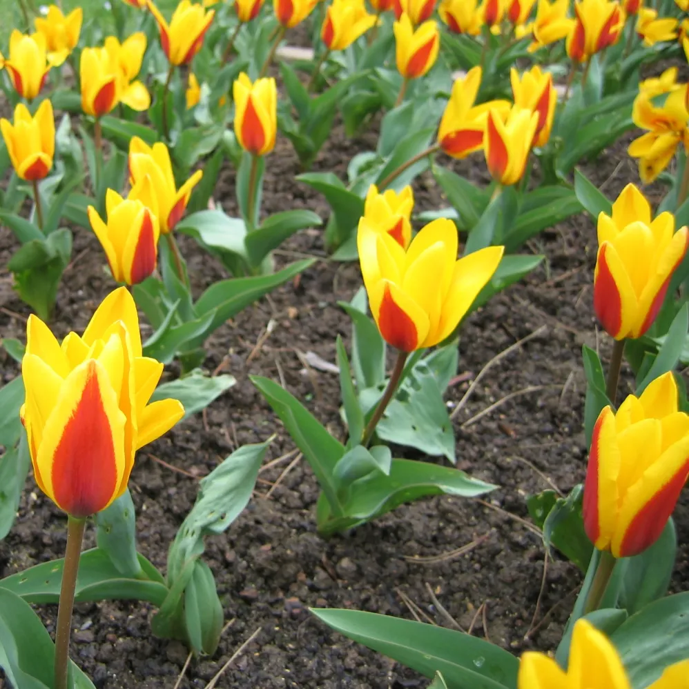 Bulbi de lalele cu flori bicolore ghiveci - Tulipa Giuseppe Verdi