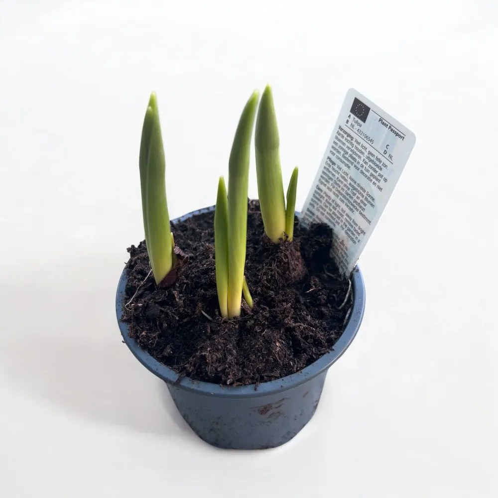 Bulbi de lalele cu flori bicolore ghiveci - Tulipa Giuseppe Verdi