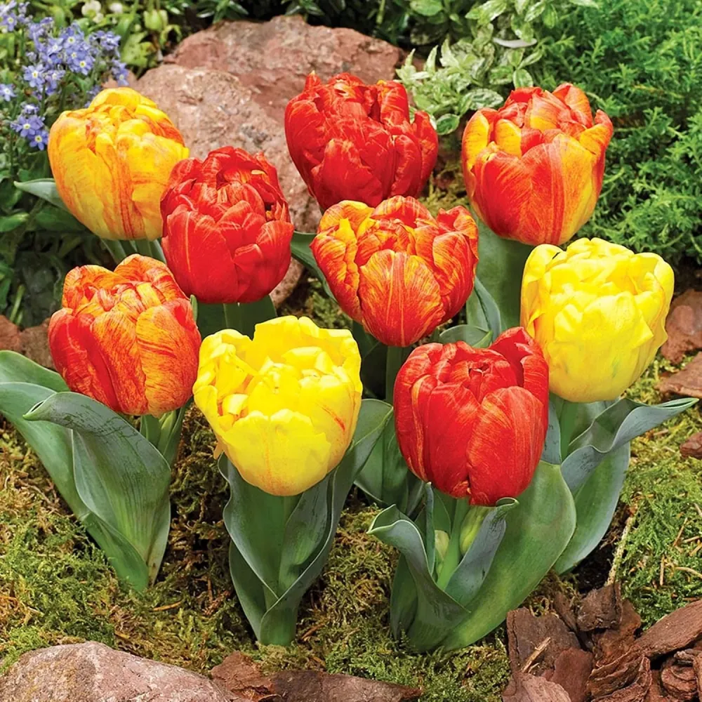 Bulbi de lalele cu flori duble bicolore ghiveci - Tulipa Flaming Baby