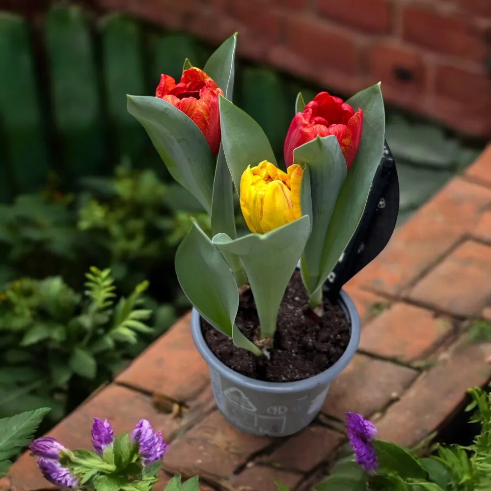 Bulbi de lalele cu flori duble bicolore ghiveci - Tulipa Flaming Baby